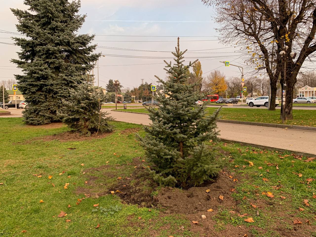 В рамках работ по озеленению городских пространств к концу года на улицах города будет высажено 2051 дерево
