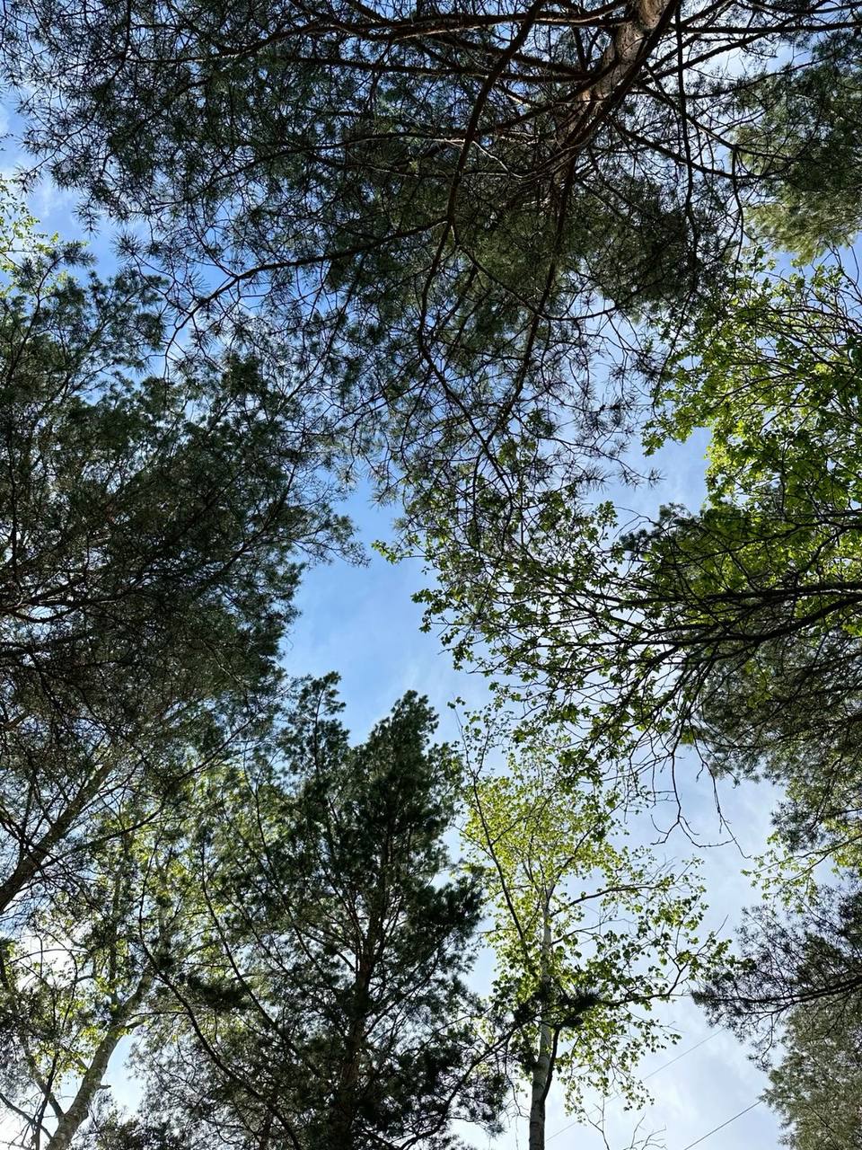 В текущем году в рамках капитального ремонта улиц Кешокова и Ногмова предусмотрены работы по обрезке 380 деревьев и вырубке 49 деревьев, что составляет немногим более 10% от общего количества. 
